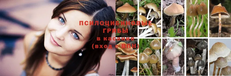 Псилоцибиновые грибы Psilocybe  цена   кракен ссылки  Дно 